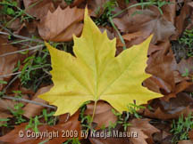 leaf tree